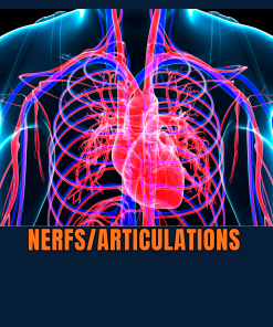 Nerfs et Articulations