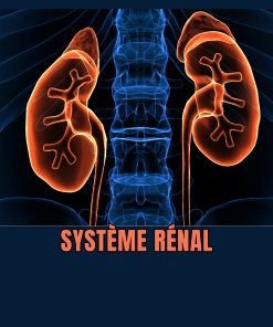 Systéme rénal