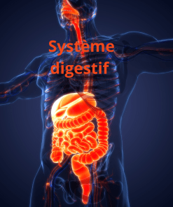 La flore intestinale